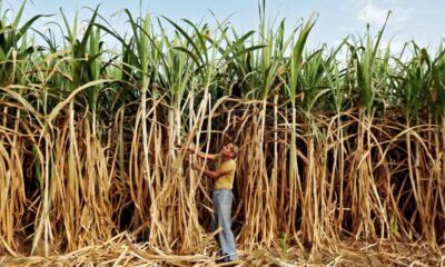 Agricultores familiares afetados pela pandemia vão receber auxílio de R$ 2.500
