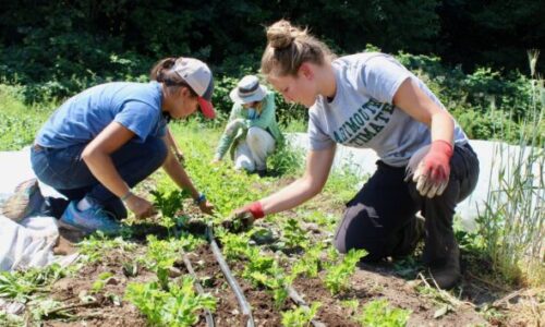 Especialistas analisam como o Brasil tornou-se potência no agronegócio