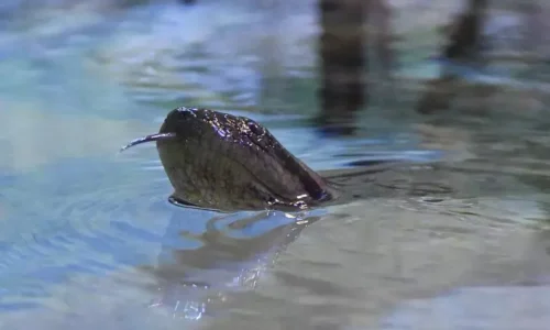 Em disputa acirrada, sucuri do Aquário do Pantanal é batizada como Gaby