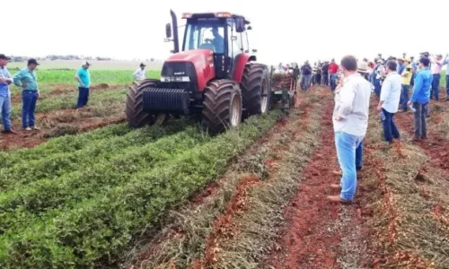 MS vai se tornar o 2º maior produtor brasileiro de amendoim ainda este ano