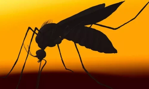 Em três semanas, casos de dengue crescem 40% em todo o país; total de infectados vai a 750 mil