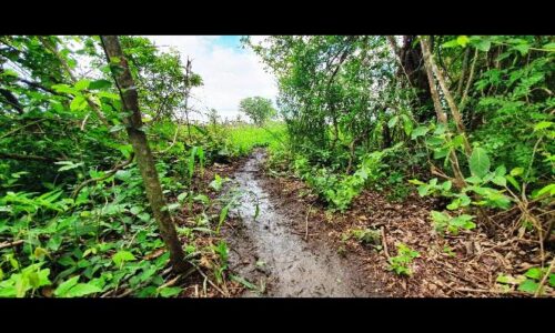 Pantanal é um dos grandes emissores de gás poluente na atmosfera