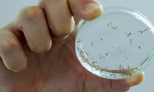 Com 4 mil novos casos em 15 dias, MS tem alta de Dengue, Zika e Chikungunya