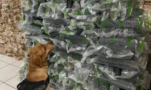 Polícia encontra maconha avaliada em R$ 5 milhões escondida em mudança de Campo Grande