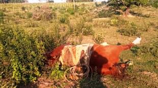 Descarga elétrica mata trabalhador rural e cavalo em fazenda de MS