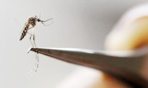 Com 274 novos casos de dengue, Mato Grosso do Sul é o 10° do país com maior incidência