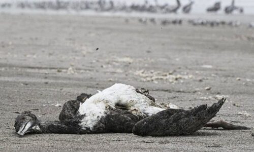 Mais de 22 mil aves marinhas morrem de gripe aviária no Peru