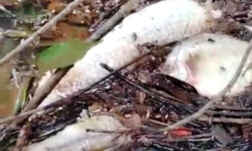 Morte de peixes pode ter sido causada por carga orgânica ou resíduos em rio de Paraíso das Águas