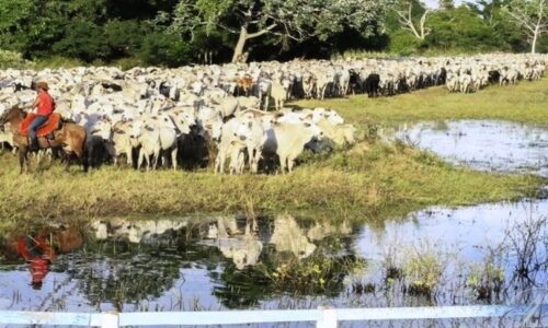 Governo de MS acompanha com preocupação embargo à carne bovina diante do caso de vaca louca no Pará