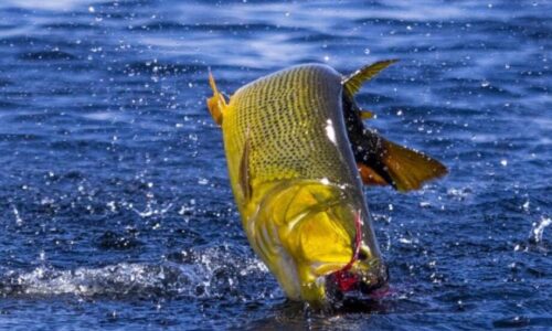 Deputados chegam a consenso e pesca de Dourado fica proibida por mais um ano