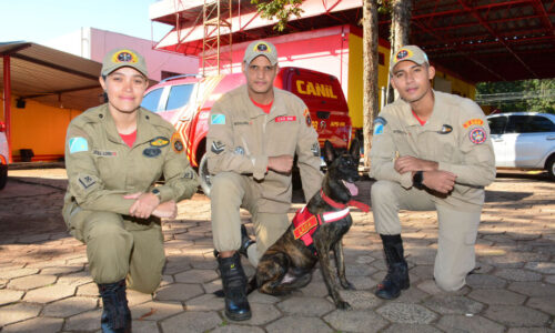 Cadela Laika ajudou bombeiros de MS a encontrar vítimas no Sul