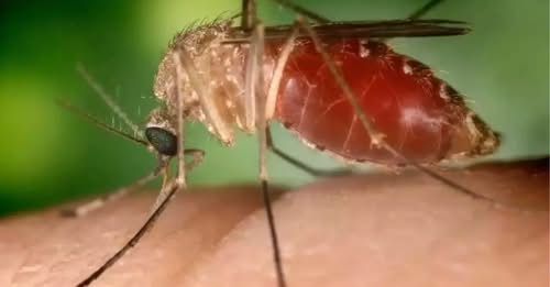 Novo caso de Febre Oropouche acende alerta para transmissão ativa em MS